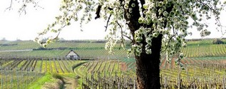Vignoble de Dorlisheim au printemps - Photo Gte en Alsace